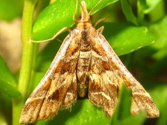 Diasemia accalis