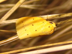 Stigmatophora flava