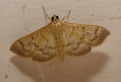 Pleuroptya symphonodes