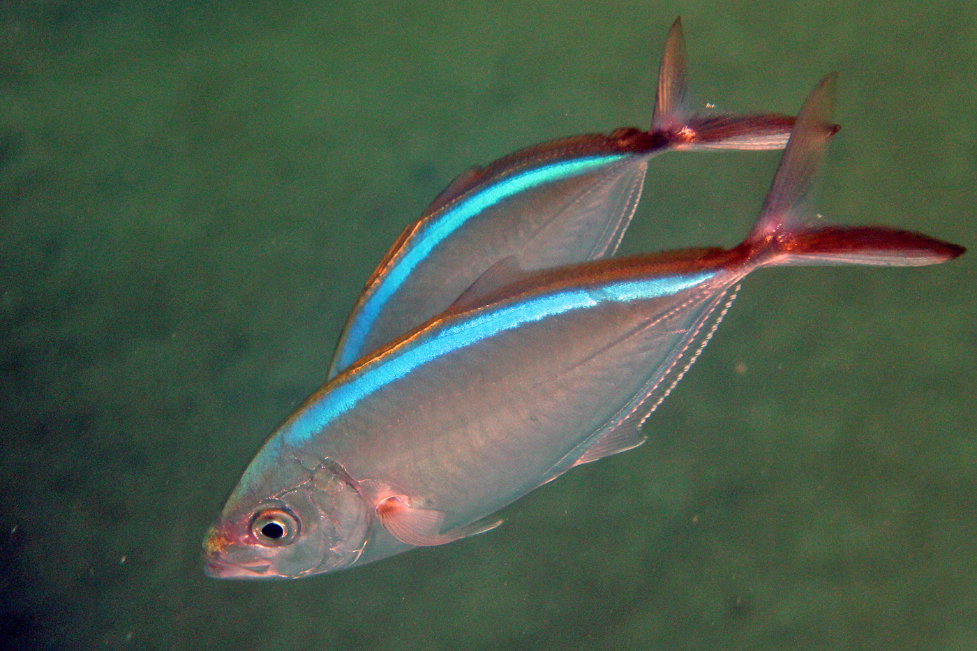 Bar Jack - Caranx ruber - Caribbean Fish Identification USVI