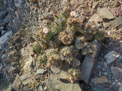 Tephrocactus alexanderi