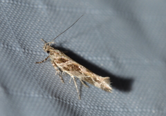 Aristotelia fungivorella