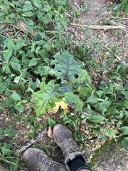 Solanum stramoniifolium