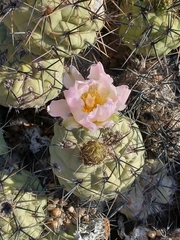 Tephrocactus alexanderi