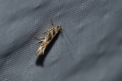 Aristotelia fungivorella