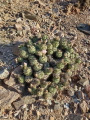 Tephrocactus alexanderi