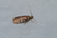 Agonopterix lythrella