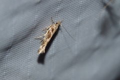 Aristotelia fungivorella