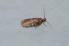 Agonopterix lythrella