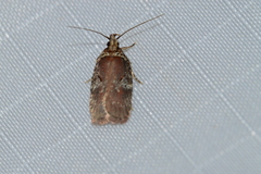 Agonopterix lythrella