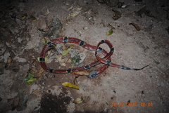 Micrurus distans