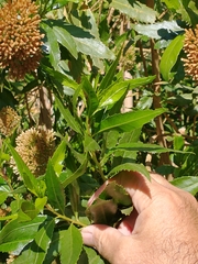 Tessaria dodonaeifolia