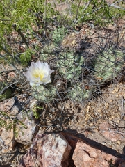 Tephrocactus alexanderi