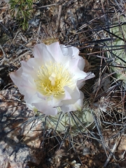 Tephrocactus alexanderi