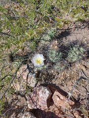 Tephrocactus alexanderi