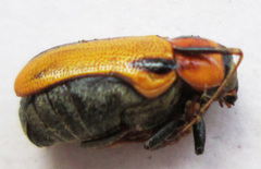 Peploptera