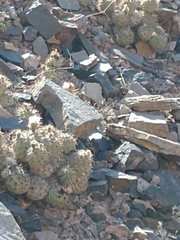 Tephrocactus alexanderi