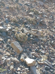 Tephrocactus alexanderi