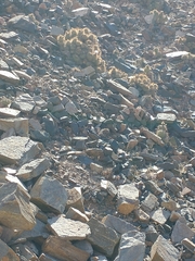 Tephrocactus alexanderi