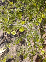 Bulnesia schickendantzii