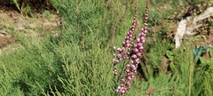 Tamarix ericoides