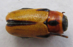 Peploptera