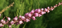 Tamarix ericoides