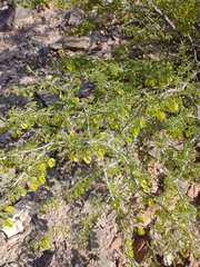 Bulnesia schickendantzii