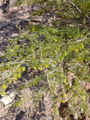 Bulnesia schickendantzii