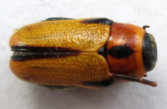 Peploptera