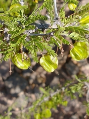 Bulnesia schickendantzii