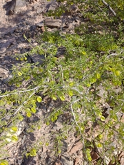 Bulnesia schickendantzii