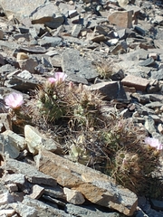 Tephrocactus alexanderi
