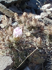 Tephrocactus alexanderi