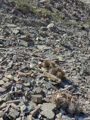 Tephrocactus alexanderi