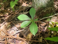Isotria verticillata