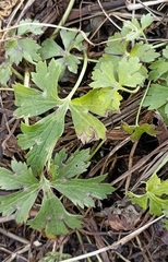 Eriocapitella rivularis