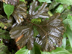 Selaginella uncinata