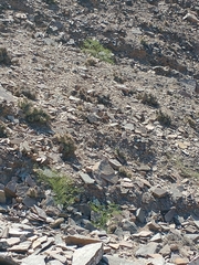 Tephrocactus alexanderi