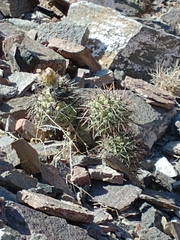 Tephrocactus alexanderi