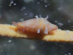 Crenavolva leopardus