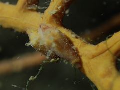 Crenavolva leopardus