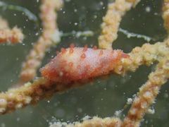 Crenavolva striatula