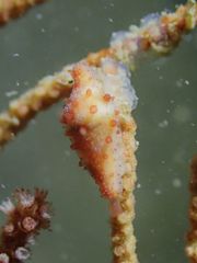 Crenavolva striatula