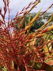 Aechmea blanchetiana