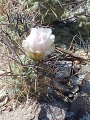 Tephrocactus alexanderi