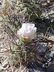 Tephrocactus alexanderi