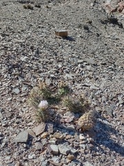 Tephrocactus alexanderi