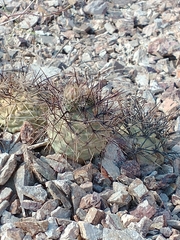 Tephrocactus alexanderi
