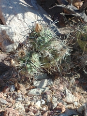 Tephrocactus alexanderi